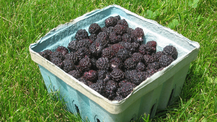Černé maliny nejsou ostružiny: Toto vzácnější ovoce si vás získá výjimečně aromatickou chutí