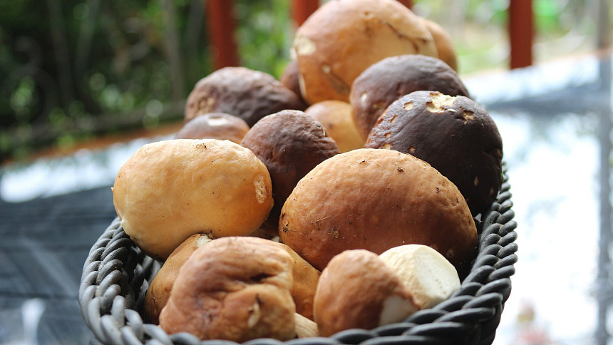 Jak na lahodné kvašené houby krok za krokem: Delikatesa z lesa chutná skvěle a snadno se připravuje
