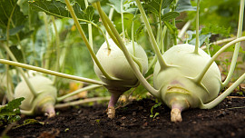 Jakou zeleninu vysazovat v dubnu na záhony? Kedlubny vás nezklamou