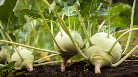 Jakou zeleninu vysazovat v dubnu na záhony? Kedlubny vás nezklamou