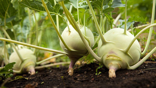 Jakou zeleninu vysazovat v dubnu na záhony? Kedlubny vás nezklamou