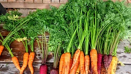 Jak využít natě a listy zeleniny: Hodí se do polévek, slaných kaší i do salátů