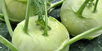 Kedlubna, nebo kedluben? Zdánlivě obyčejná zelenina obsahuje vzácný vitamín K