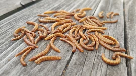 Vítejte v budoucnosti: Ochutnejte červy místo chipsů!