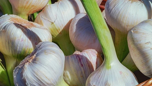 Kdy čerstvý česnek při vaření zazáří a kdy naopak zklame: Kompletní průvodce pro kuchaře i gurmány