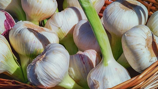 Kdy čerstvý česnek při vaření zazáří a kdy naopak zklame: Kompletní průvodce pro kuchaře i gurmány