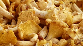 Delikatesa z lesa: Vyrazte na lišky! Tyhle houby skvěle chutnají a dokonce mírní i deprese
