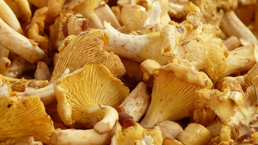 Delikatesa z lesa: Vyrazte na lišky! Tyhle houby skvěle chutnají a dokonce mírní i deprese