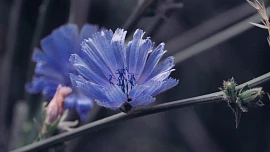 Čekanka: Prosincová bylina, která dokáže uzdravovat a vyrábí se s z ní náhražka kávy