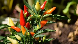 Slzy a pot, pak euforie. Jíst chilli papričky může být i životu nebezpečné, na vině je kapsaicin