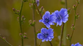 Náhražka kávy, která nemá s kávou nic společného. Cikorka bývala nápojem chudých