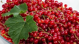 Čím odšťavňovat rybíz a jak na rybízový džem bez peciček?