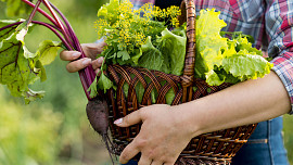 Srpen na zahradě: Kromě sklizně úrody a boji se škůdci a plísněmi lze sázet saláty, ředkvičky, červenou řepu a další podzimní zeleninu