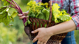Srpen na zahradě: Kromě sklizně úrody a boji se škůdci a plísněmi lze sázet saláty, ředkvičky, červenou řepu a další podzimní zeleninu