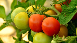 Předpěstování rajčat krok za krokem: Chce to zalévat 3x týdně, větrat i včas semenáče přesadit, pak bude úroda jak víno!