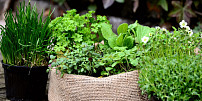 Nejvoňavější bylinky z parapetu: Jak pěstovat mátu, řeřichu či petrželku, aby vydržela a rychle obrážela