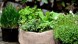 Nejvoňavější bylinky z parapetu: Jak pěstovat mátu, řeřichu či petrželku, aby vydržela a rychle obrážela