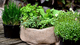 Nejvoňavější bylinky z parapetu: Jak pěstovat mátu, řeřichu či petrželku, aby vydržela a rychle obrážela