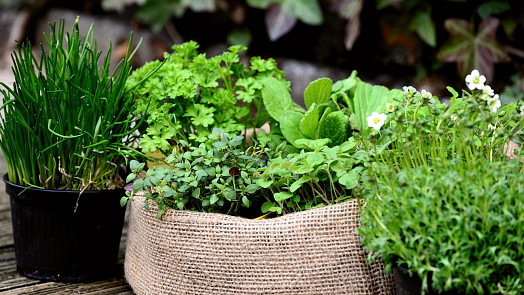Nejvoňavější bylinky z parapetu: Jak pěstovat mátu, řeřichu či petrželku, aby vydržela a rychle obrážela