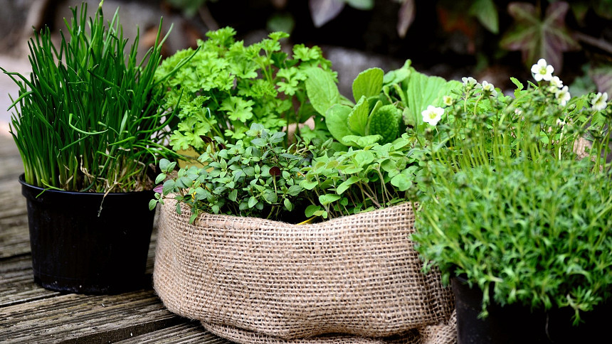 Nejvoňavější bylinky z parapetu: Jak pěstovat mátu, řeřichu či petrželku, aby vydržela a rychle obrážela