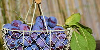Švestky nejsou jen chutným ovocem: Obsahují látky důležité pro srdce, kosti i správné trávení