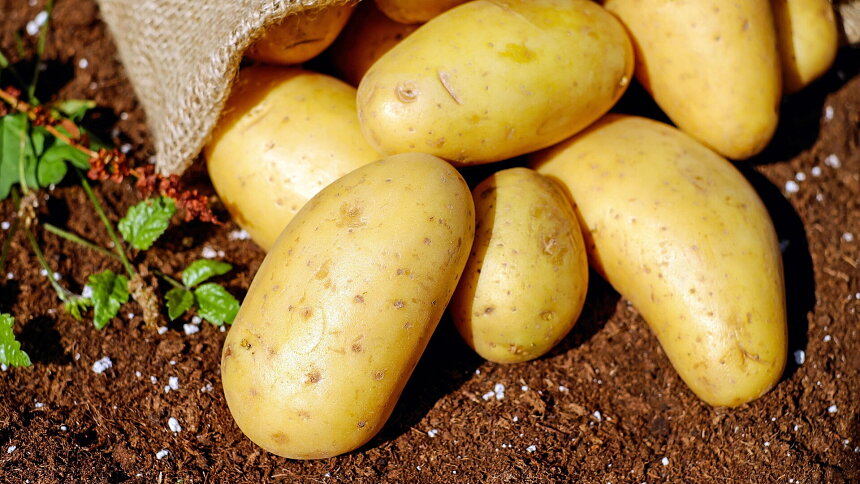 Samosběry brambor výrazně uleví vaší peněžence