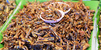 Hmyz k jídlu: Jak chutnají larvy potemníka a jakým způsobem se dají upravovat cvrčci?