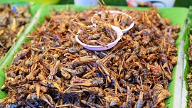 Hmyz k jídlu: Jak chutnají larvy potemníka a jakým způsobem se dají upravovat cvrčci?
