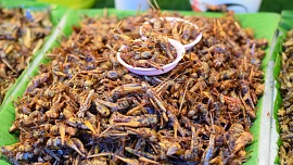 Hmyz k jídlu: Jak chutnají larvy potemníka a jakým způsobem se dají upravovat cvrčci?