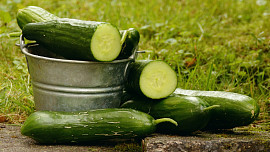 Dokonalá letní zelenina téměř bez kalorií: Salátové okurky pomáhají při hubnutí a zlepšují stav pleti