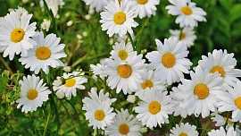 Proč jíst sedmikrásky? Nenápadné jarní kvítí pomáhá odvodnit tělo i léčit hmyzí bodnutí