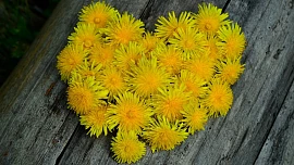 Pampelišky jsou přírodní poklad: Vyrobte si pampeliškový olej, využijete jej třeba při opalování