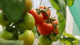 Jak vypěstovat rajčata na balkóně? Rady a tipy pro únorové sázení