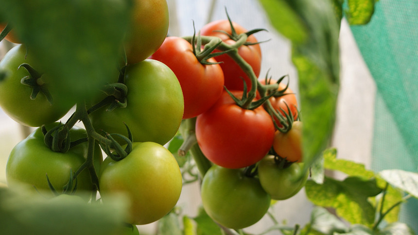Jak vypěstovat rajčata na balkóně? Rady a tipy pro únorové sázení