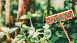 Byliny v kuchyni: Oregáno je skvělé na pizzu i k léčbě svalových křečí