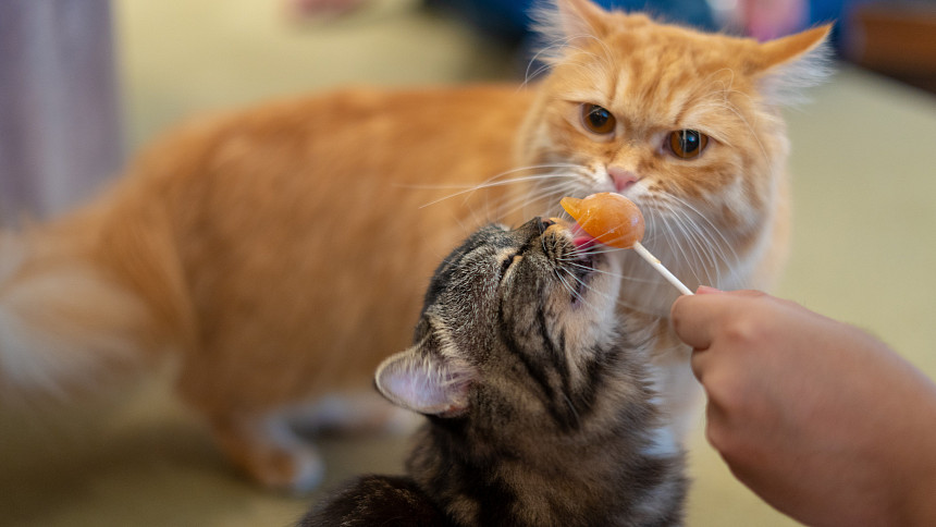 Recepty pro kočky: Zahoďte granule a potěšte čtyřnohého mazlíka pořádným jídlem