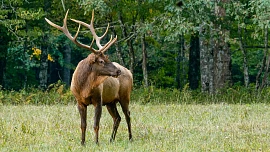 Nebojte se zveřiny! Zkuste jelení steak nebo kančí se šípkovou a nebudete litovat