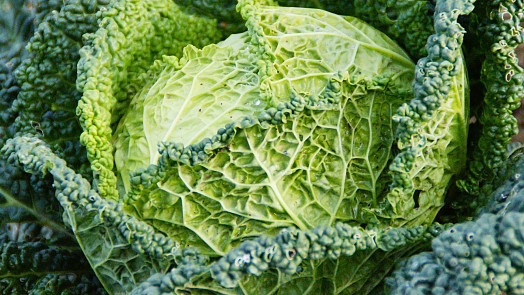 Jak správně vařit kapustu: Stačí dodržet pár zásad a z obyčejné zeleniny vznikne chutná příloha i základ oběda