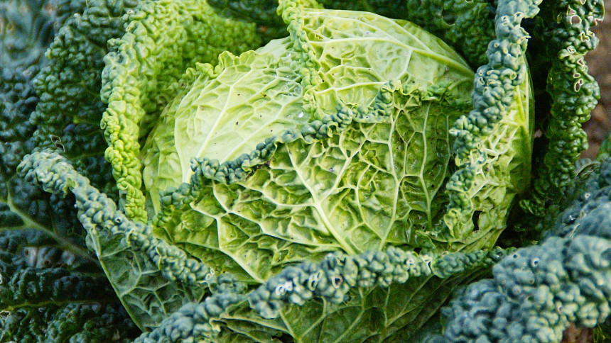 Jak správně vařit kapustu: Stačí dodržet pár zásad a z obyčejné zeleniny vznikne chutná příloha i základ oběda