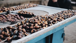 Jak správně připravit jedlé kaštany? Je to dobrota plná vitaminu C pro malé i velké