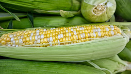 Kukuřice poroste i na zahradě. Teplomilná rostlina potřebuje vláhu a je citlivá na zimu, proto je lepší ji předpěstovat a sázet později