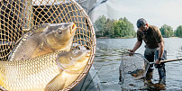 Z rybářství nám prozradili, kolik bude letos stát kapr na Vánoce: Cena za kilo vás asi překvapí!