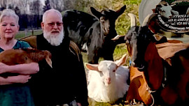 První kozu dostal jejich syn jako domácího mazlíčka, nyní na Farmě Vysoká vyrábějí kozí sýry mnoha příchutí