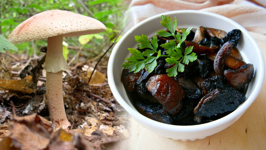 Muchomůrka růžovka ve své naturální podobě a připravená jako škvarky
