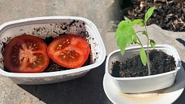 Snadný trik, jak vypěstovat rajčata z jednoho plodu ze supermarketu: Do 15 dnů máte vzrostlé sazeničky a prakticky zadarmo