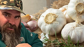 Farmář Daniel Pech poradil, jak poznat kvalitní česnek. Sám ho na Vysočině pěstuje a prodává za 75 korun za kilo ve stánku u pole