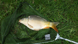 Jak dlouho vydrží zabitý kapr čerstvý? Trvanlivost prodlouží tyhle dva jednoduché postupy