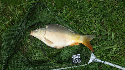 Jak dlouho vydrží zabitý kapr čerstvý? Rybu ihned rozporcujte a uložte do chladu. Dva způsoby prodlouží její trvanlivost