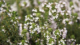 Byliny v kuchyni: Proč se tymiánu přezdívá penicilin chudých?