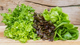Vypěstování křupavého salátu v truhlíku je jednoduché: Návod krok za krokem od semínka až po úrodu